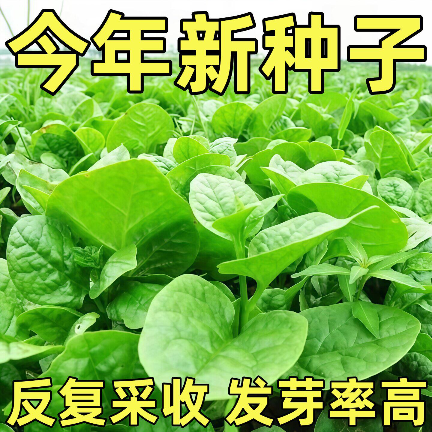 大叶木耳菜种子高钙肉厚夏天耐高温四季室外阳台盆栽农田蔬菜种籽