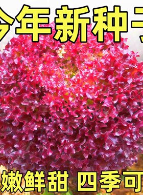 紫叶生菜种子种籽孑农家紫色蔬菜红叶四季菜种夏季阳台苗秧籽种