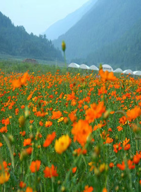 硫化菊种子黄波斯菊花种籽黄秋英花籽波斯菊格桑花籽四季播种开花