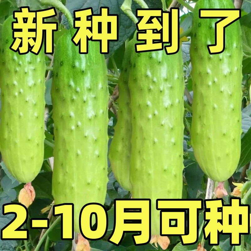 唐山秋瓜种子老品种黄瓜种籽庭院阳台春季水果蔬菜种高产农家易种