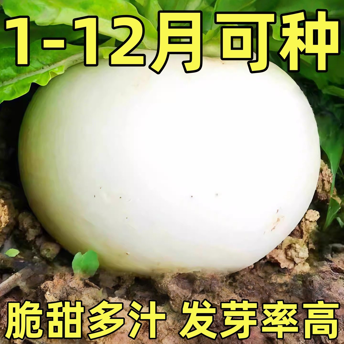 蜂蜜圆白萝卜种子种籽子秋四季孑籽种春不老糖晶白皮冰糖水果罗卜