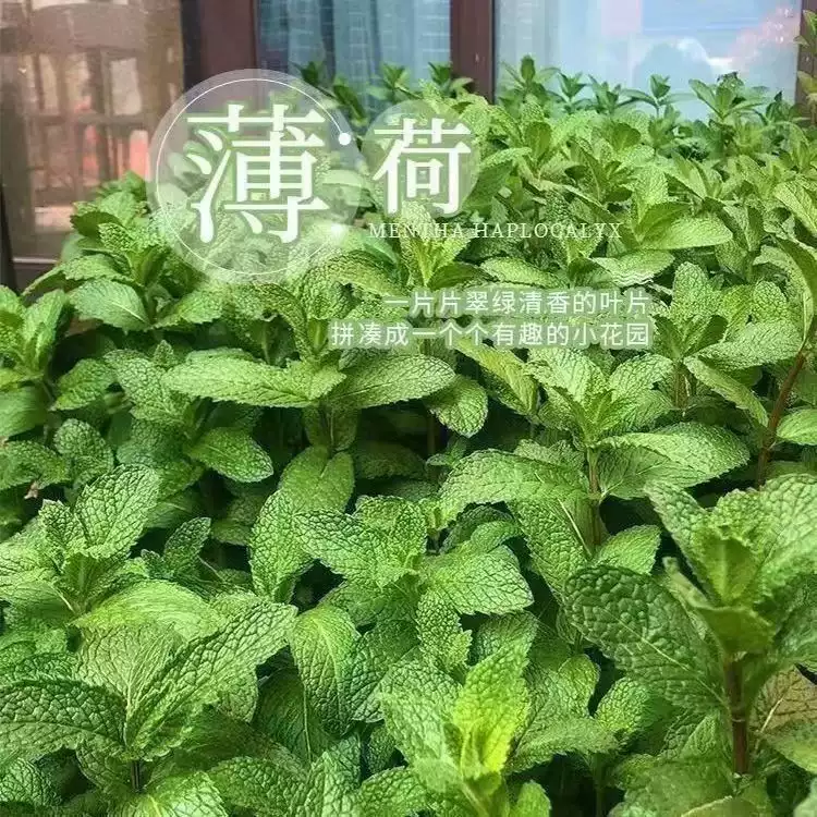 可食用薄荷种子驱蚊留兰香柠檬猫薄荷四季播种室内外盆栽花种籽子