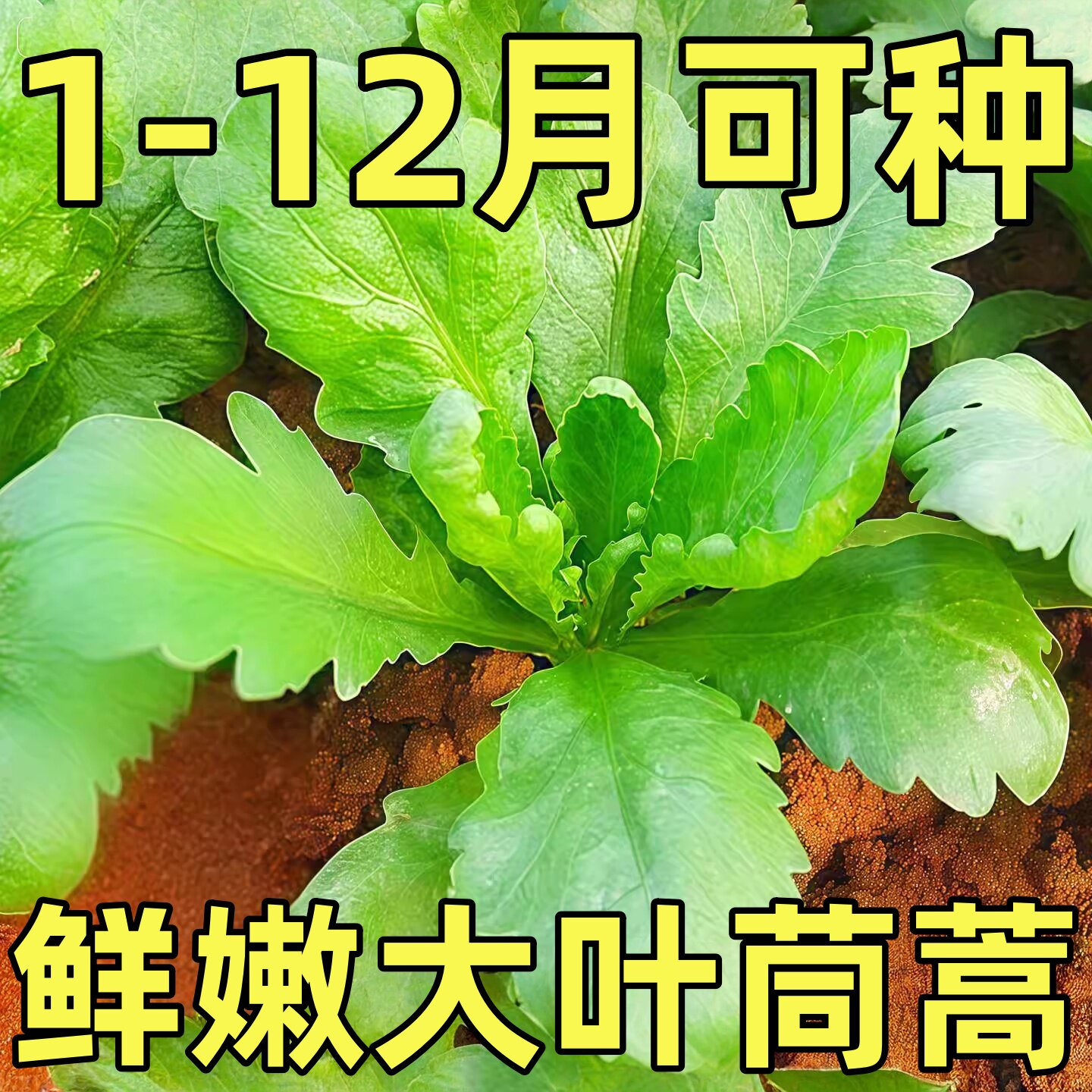 花叶光杆茼蒿种子夏四季小叶茼蒿菜菜籽皇帝菜秋冬火锅菜蔬菜种