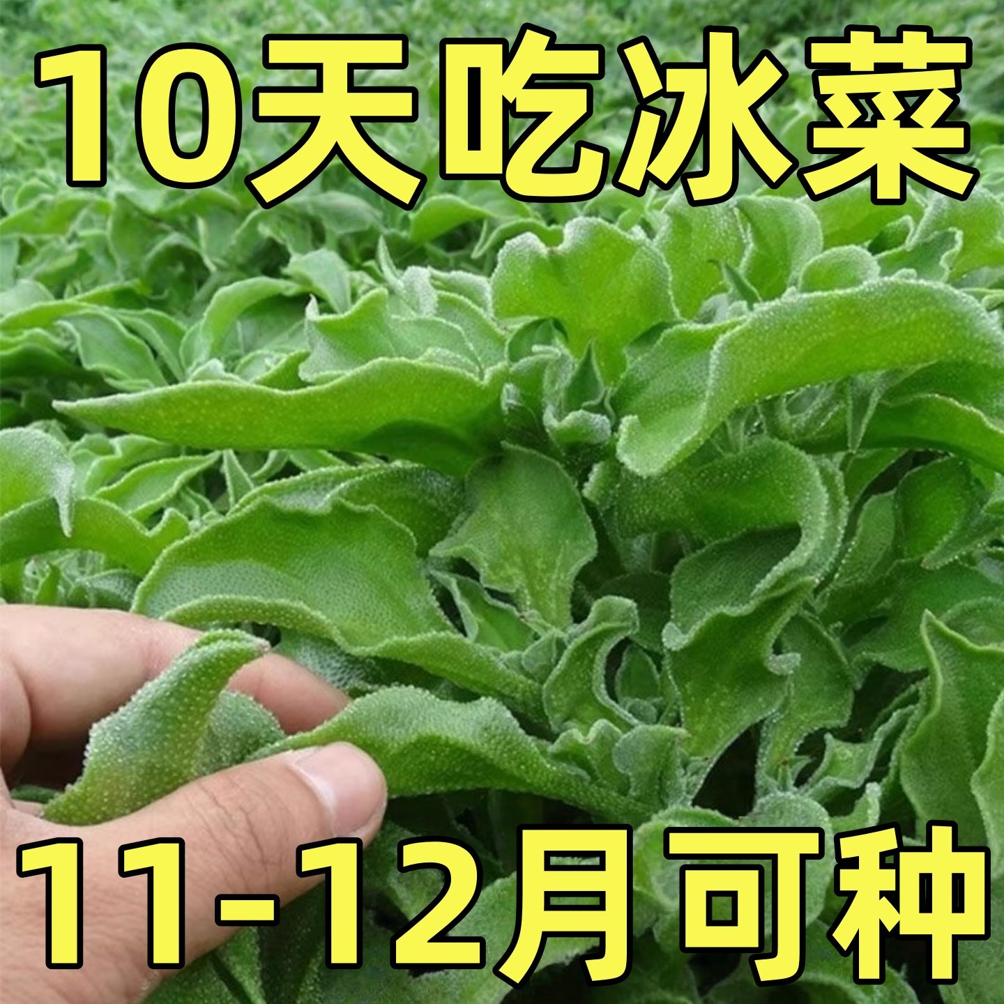 水晶冰菜种子四季易种耐寒沙拉冰菜种籽阳台盆栽庭院易活蔬菜种子,鲜花速递/花卉仿真/绿植园艺,家庭园艺种子,淘宝优惠券,粉丝福利购,淘宝优惠卷