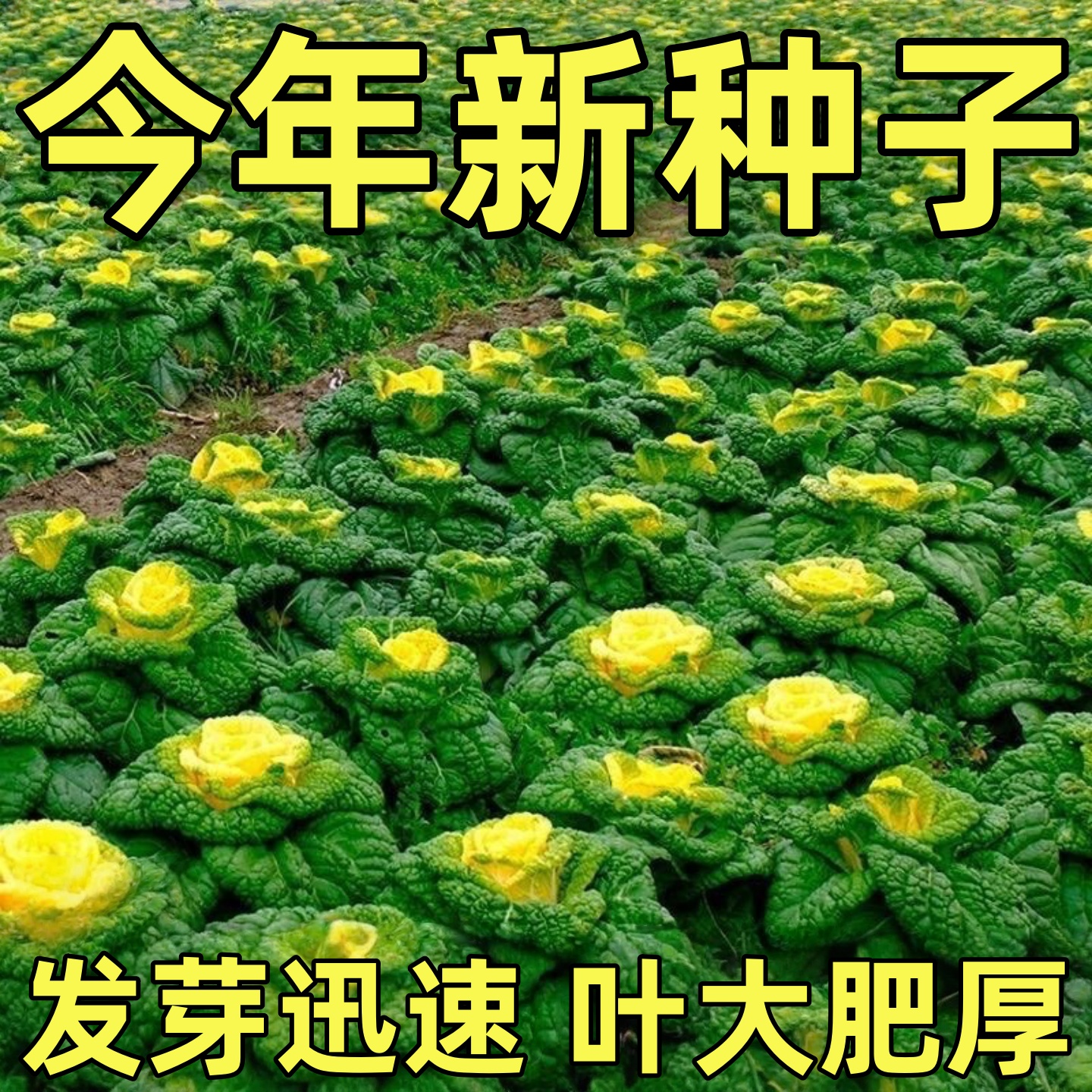 【包对版包发芽】厂家原装菜籽