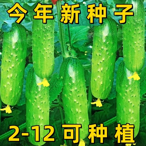 水果黄瓜子唐山秋瓜绿心绿皮津研