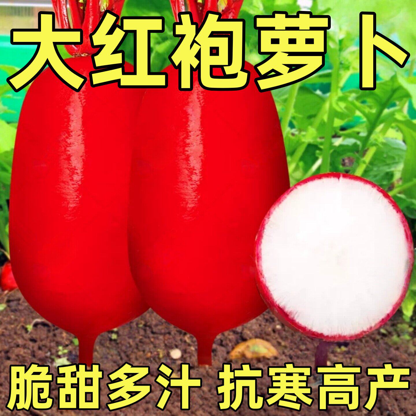 满身红萝卜种子红皮白肉水果萝卜种籽春秋四季阳台超大高产蔬菜孑