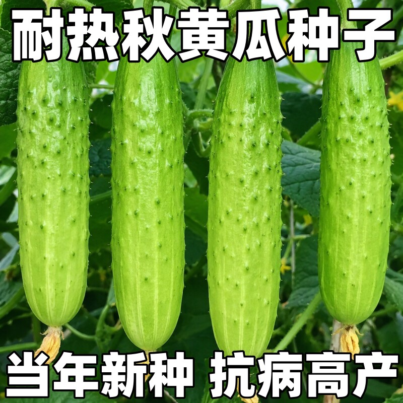 唐山秋瓜种子老品种黄瓜种籽庭院阳台春季水果蔬菜种高产农家易种
