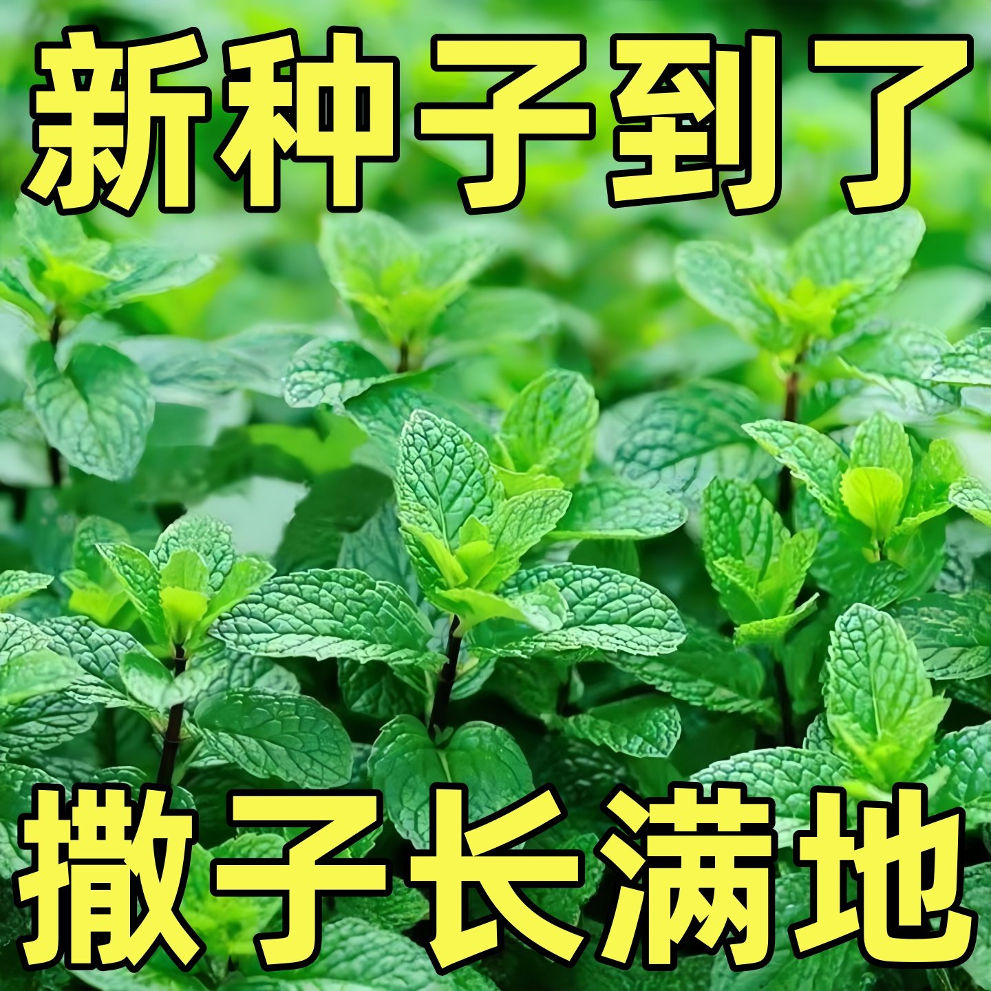 食用薄荷种子阳台柠檬盆栽薄荷可食四季薄荷驱蚊种子植物种子花草,鲜花速递/花卉仿真/绿植园艺,种苗/半成品盆栽,淘宝优惠券,粉丝福利购,淘宝优惠卷