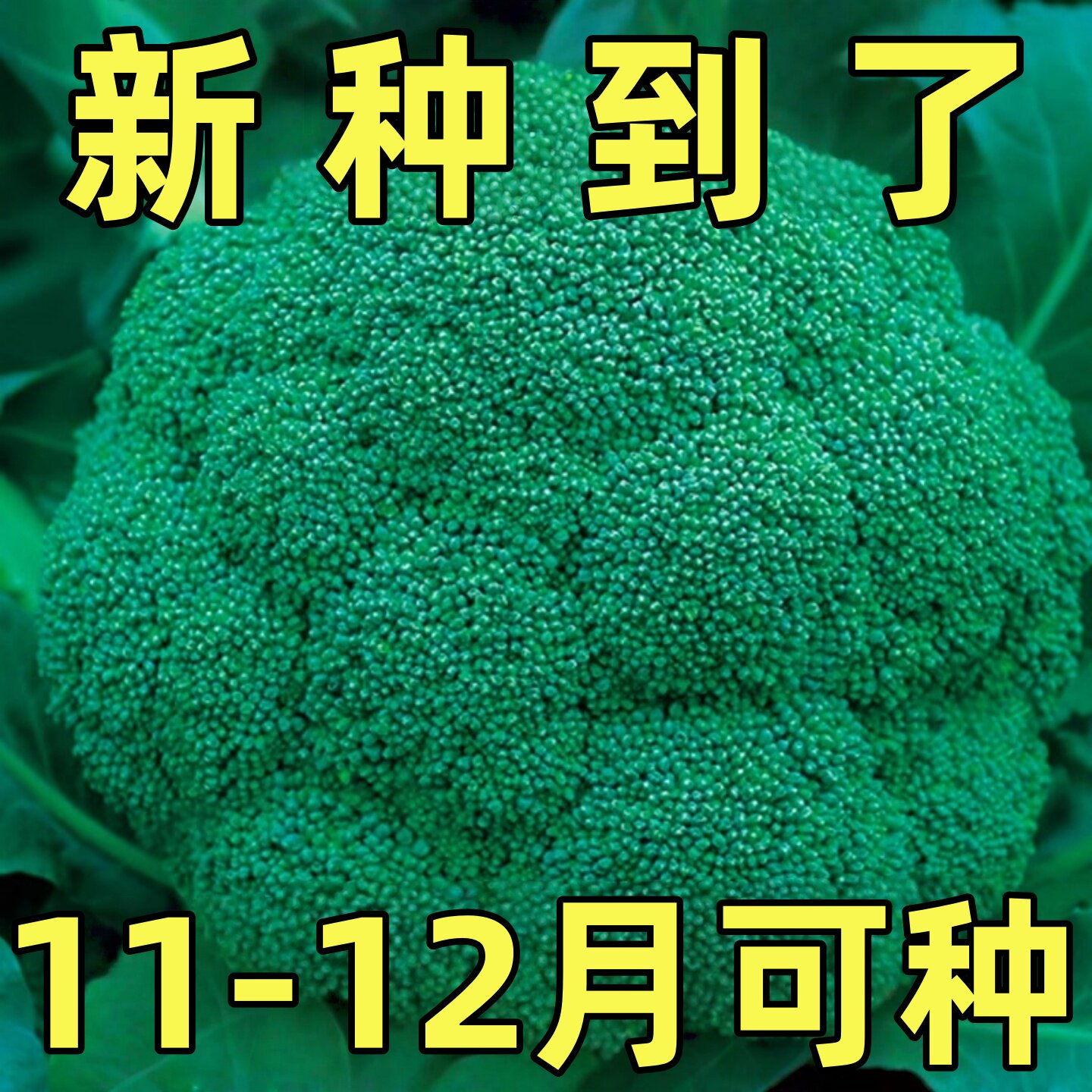西兰花种子四季花椰菜西蓝花种子耐寒高产秋冬季蔬菜种子大全