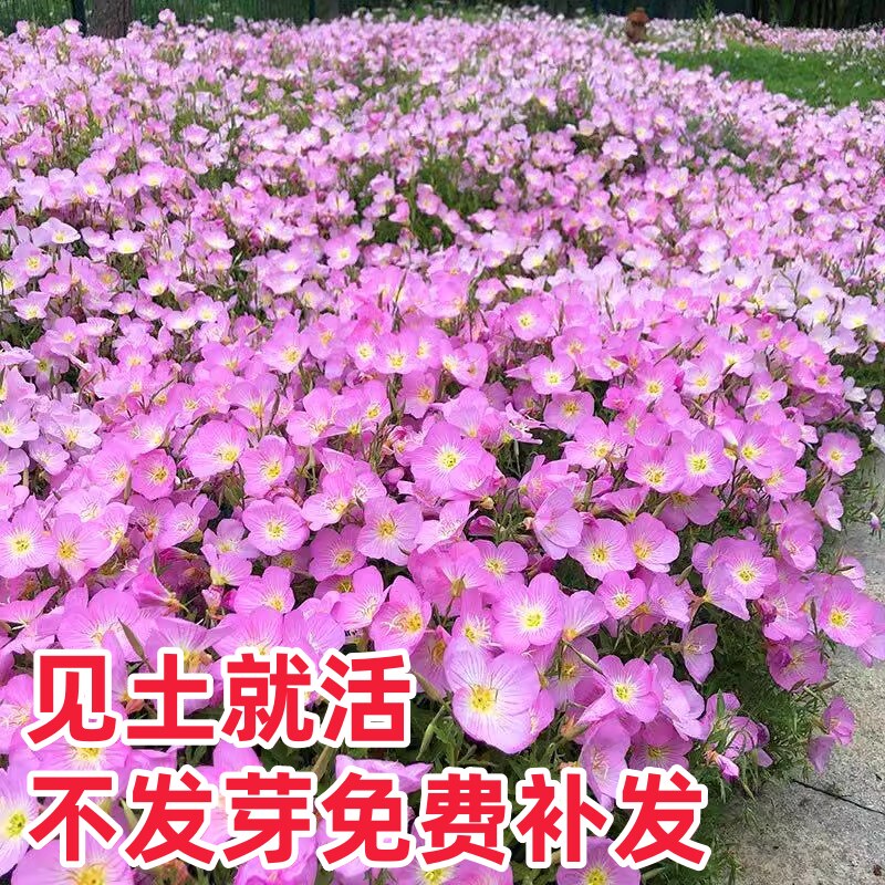 美丽月见草花种籽子一年四季春秋播种开花易活室外庭院见土就活孑