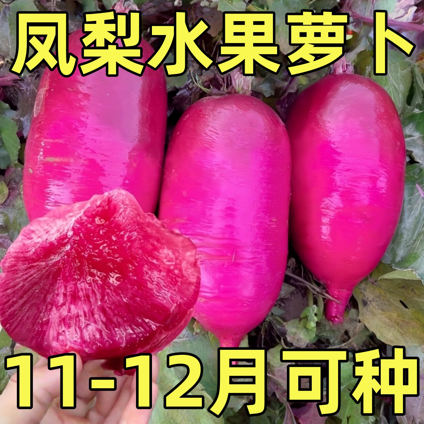 凤梨水果萝卜种籽红皮心子