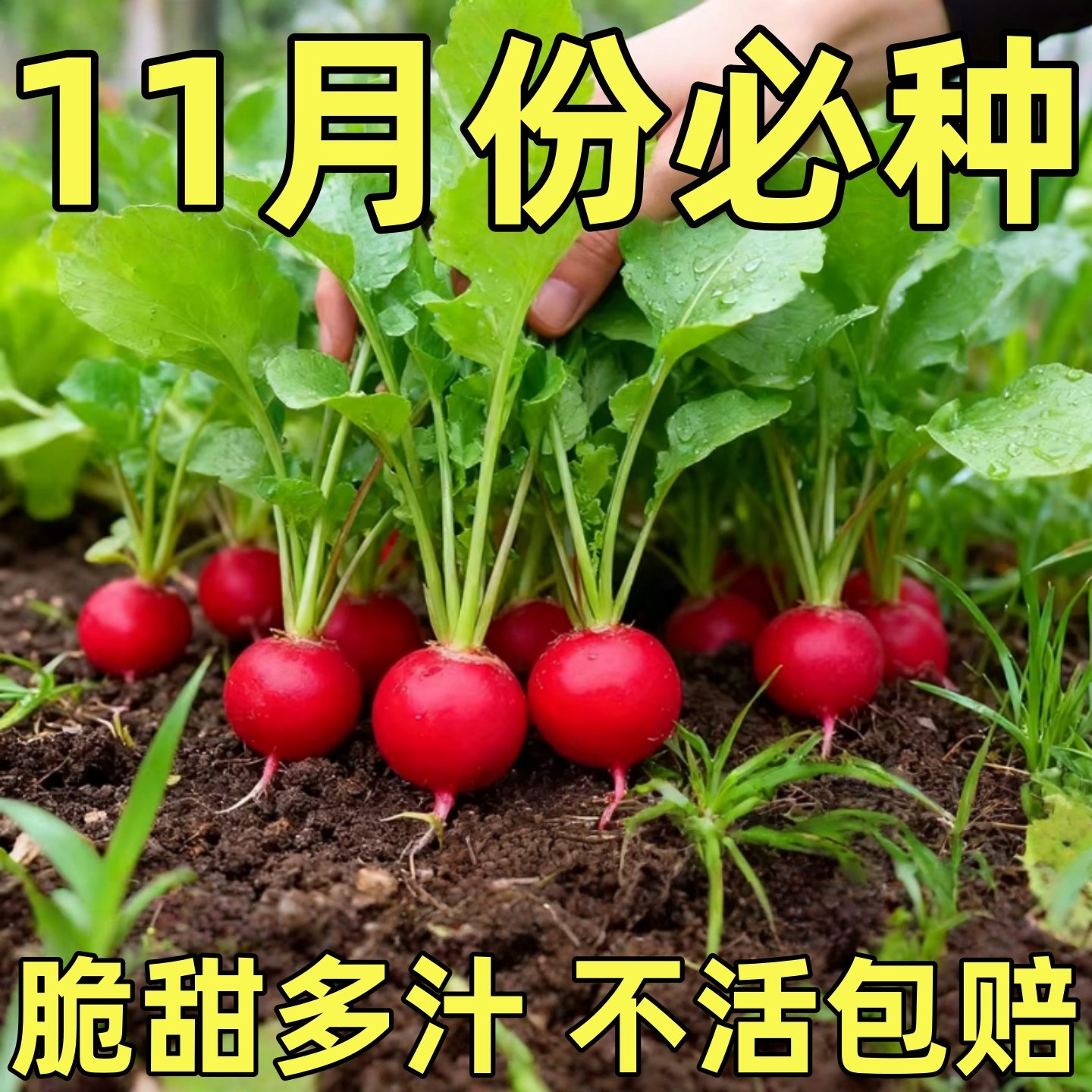 樱桃萝卜种子大全水果春秋樱桃萝卜菜籽四季种孑阳台盆栽蔬菜种籽,鲜花速递/花卉仿真/绿植园艺,种苗/半成品盆栽,淘宝优惠券,粉丝福利购,淘宝优惠卷