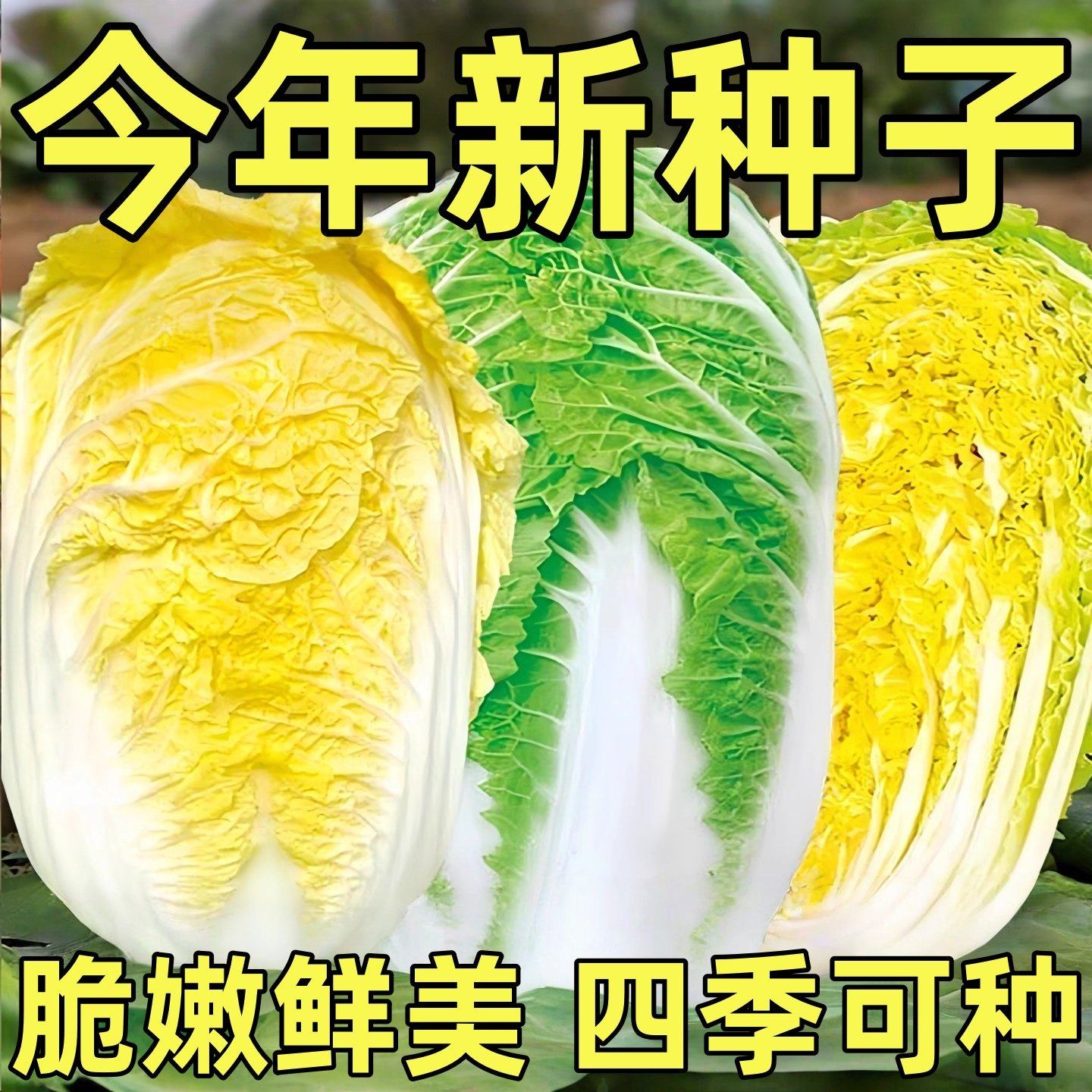 娃娃菜四季种子种籽黄心蔬菜种子农家过冬白菜冬季种的菜种正宗,鲜花速递/花卉仿真/绿植园艺,种苗/半成品盆栽,淘宝优惠券,粉丝福利购,淘宝优惠卷
