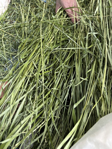 25年烘干北提提摩西草整草有穗 兔兔豚鼠龙猫磨牙干草 独立包装