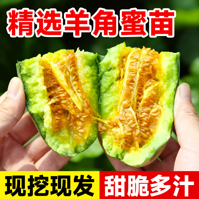羊角蜜种子蜜瓜苗带土四季阳台盆蔬菜种子/种苗