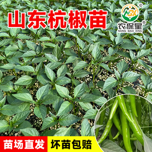 辣椒苗秧苗四季薄皮螺丝椒皱皮高产阳台盆栽本地优质杭椒线椒苗子