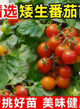 矮生番茄苗盆栽广东本地四季红黄色水果圣女果千禧小番茄种子秧苗