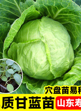 包菜秧苗种子带土山东寿光四季阳台盆栽本地老品种牛心绿甘蓝苗子