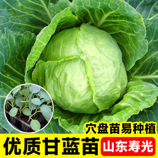 包菜秧苗种子带土山东寿光四季阳台盆栽本地老品种牛心绿甘蓝苗子