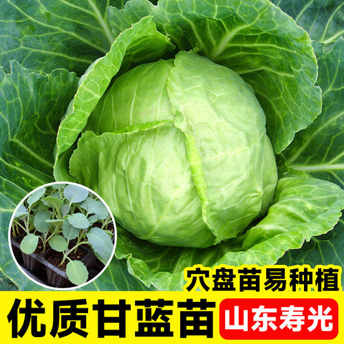 包菜秧苗种子带土山东寿光四季阳台盆栽本地老品种牛心绿甘蓝苗子