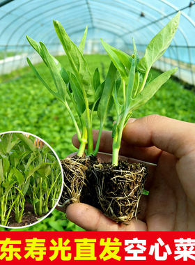 山东寿光空心菜苗新鲜蔬菜种苗带土球根系发达易种植