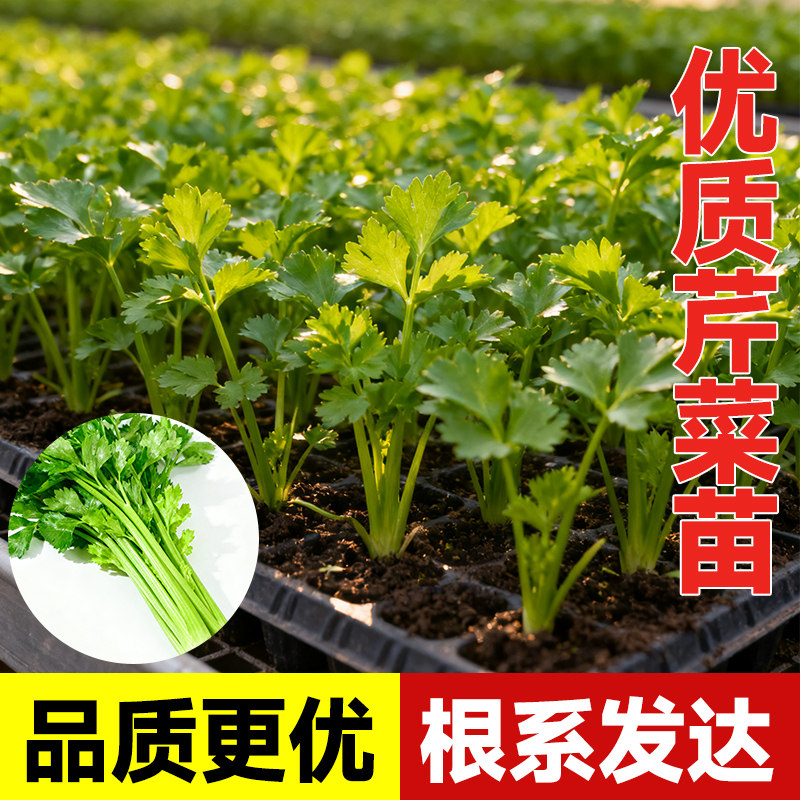 芹菜苗苗秧穴盘散装四季本地蔬菜种老品种山东寿光黄心小香芹菜苗
