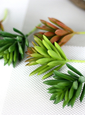 1PC Succulent Artifical Plastic Succulent Plant Cactus Echev