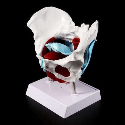 Female Pelvis Pelvic Floor Muscle Model Uterus Ovary Muscle