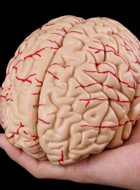 Medical props model Free postage Disassembled Anatomical Hum