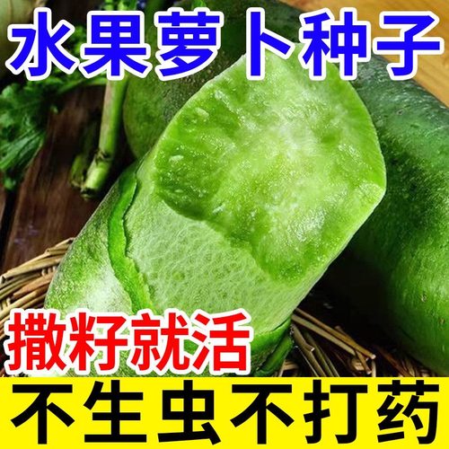 冰糖水果萝卜生吃脆甜农家蔬菜四季高产易播种阳台盆栽沙窝绿萝卜