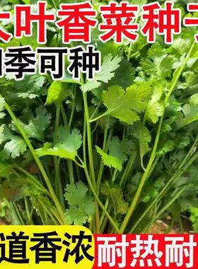 香菜种子四季易种耐热耐抽苔阳台水果蔬菜种子水果农家四季香菜