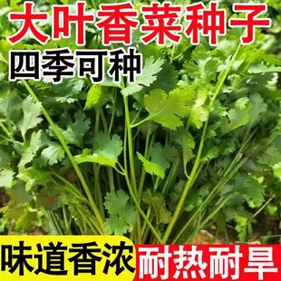 香菜种子四季易种耐热耐抽苔阳台水果蔬菜种子水果农家四季香菜