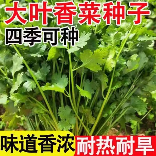 香菜种子四季易种耐热耐抽苔阳台水果蔬菜种子水果农家四季香菜