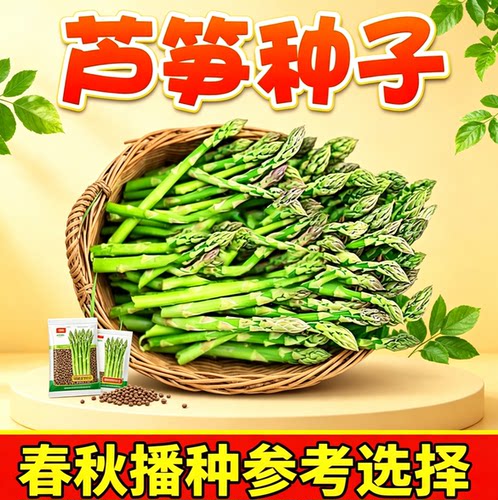 芦笋种子多年生耐寒抗热