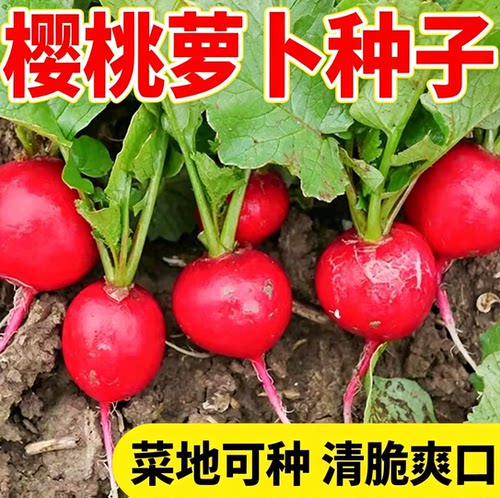 红萝卜种子杨花樱桃萝卜种籽春夏四季水果萝卜种孑大全