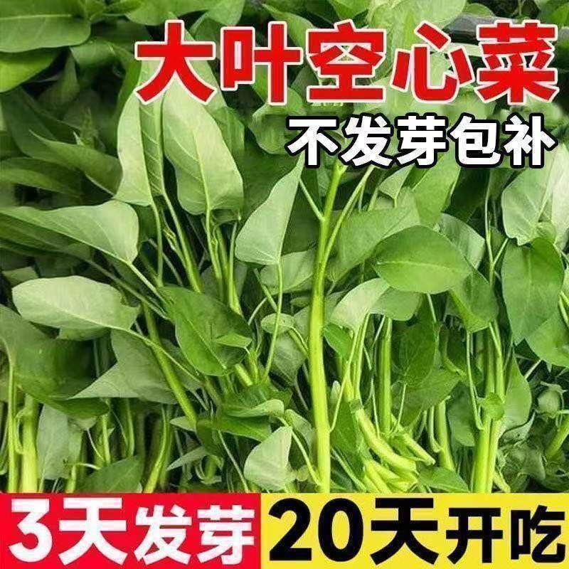 正宗高产三叉空心菜种籽柳叶通心菜种子四季阳台蔬菜种子盆栽菜园