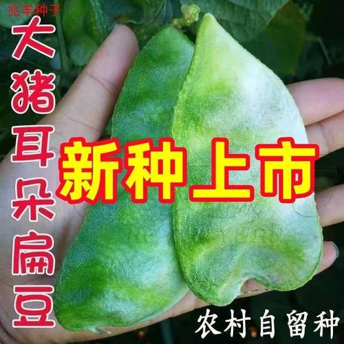 宽扁绿眉豆猪耳朵扁豆种籽四季种植豆角阳台庭院扁豆种子