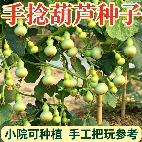 新品手捻葫芦种子文玩小亚八宝葫芦四季室内外盆栽