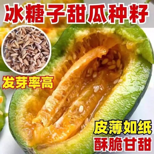 【冰糖子甜瓜种】超甜高产适应性强四季种植甜瓜种春季简单