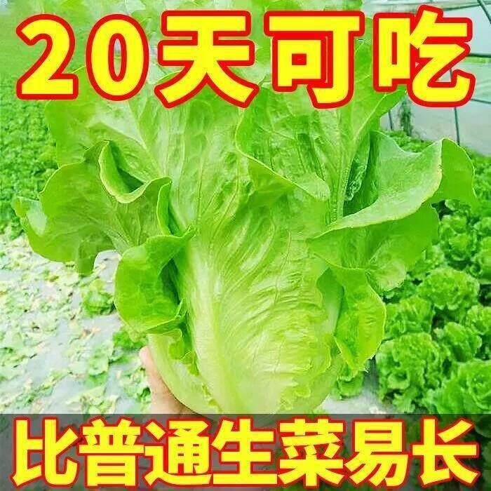 【耐热全年可种】意大利生菜全年生菜王种籽高产四季蔬菜阳台菜种