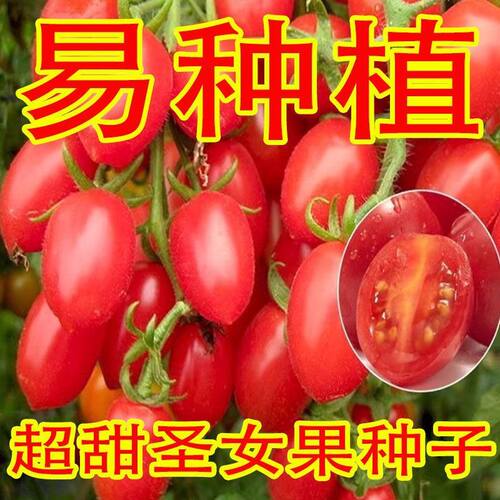 千禧圣女果种子 超甜樱桃小番茄阳台易活四季盆栽西红柿蔬菜种子