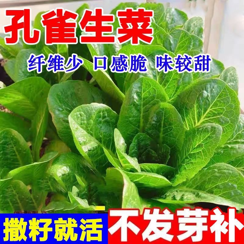 孔雀菜种子生吃脆甜高营养四季罗马直立生菜种子盆栽阳台蔬菜种子,鲜花速递/花卉仿真/绿植园艺,家庭园艺种子,淘宝优惠券,粉丝福利购,淘宝优惠卷