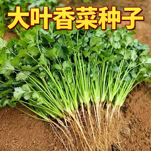 香菜种子四季易种耐热耐抽苔阳台水果蔬菜种子水果农家四季香菜
