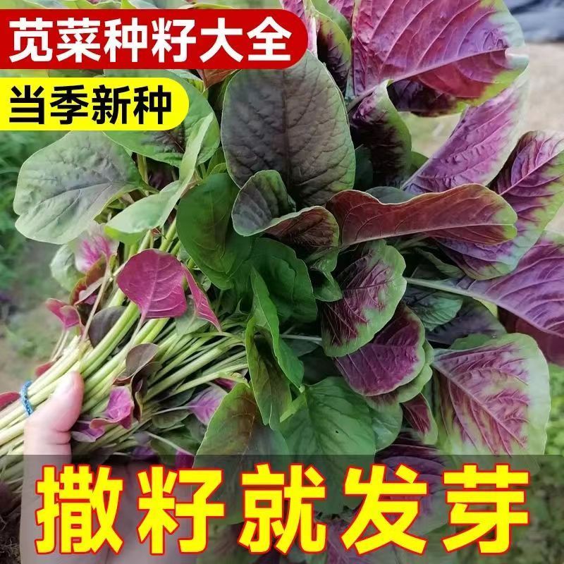 红苋菜种子 圆叶 庭院种菜阳台盆栽蔬菜籽 红米苋 耐热易种四季播