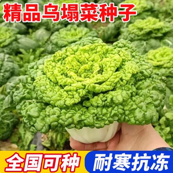 黄心乌塌菜种子耐寒黄金卷芯菜籽小白菜种孑秋冬蔬菜种籽菊花心