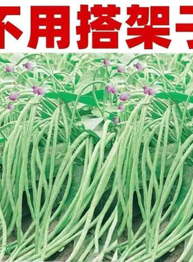 优质无架长豆角种子颗粒饱满出芽率高无需搭架轻松实现豆角自由