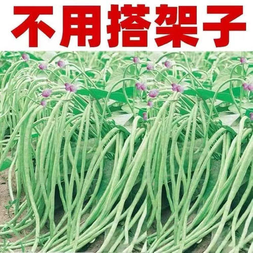 优质无架长豆角种子颗粒饱满出芽率高无需搭架轻松实现豆角自由