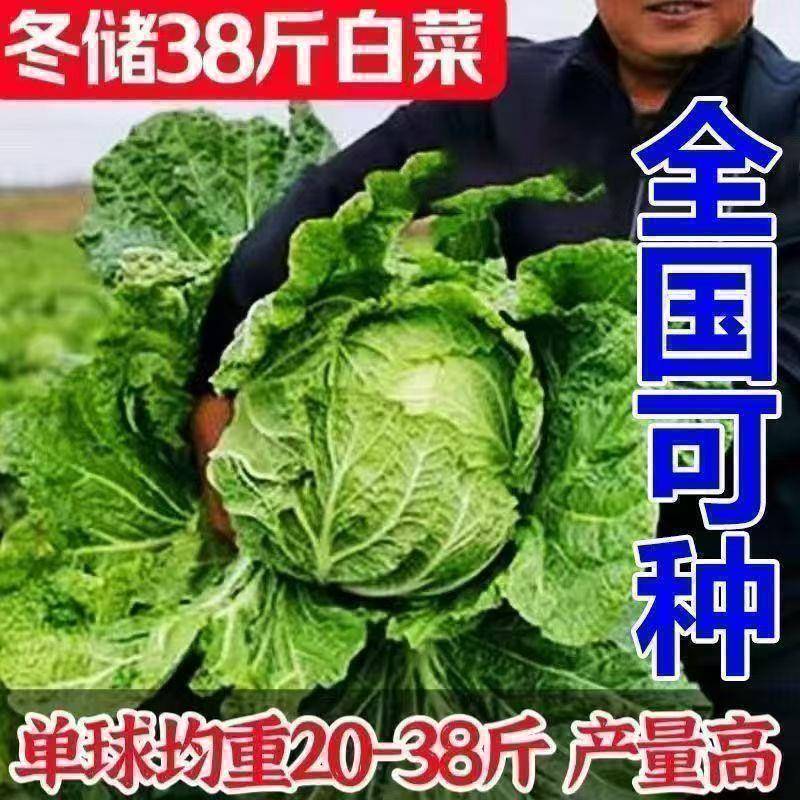 【今年新种】冬储38斤大白菜种子山东大白菜种籽包心白菜种子抗病