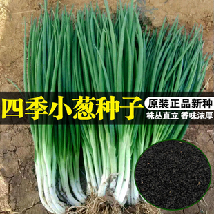 速生小香葱种子盆栽家庭蔬菜易种高产庭院阳台室内 香葱种籽四季